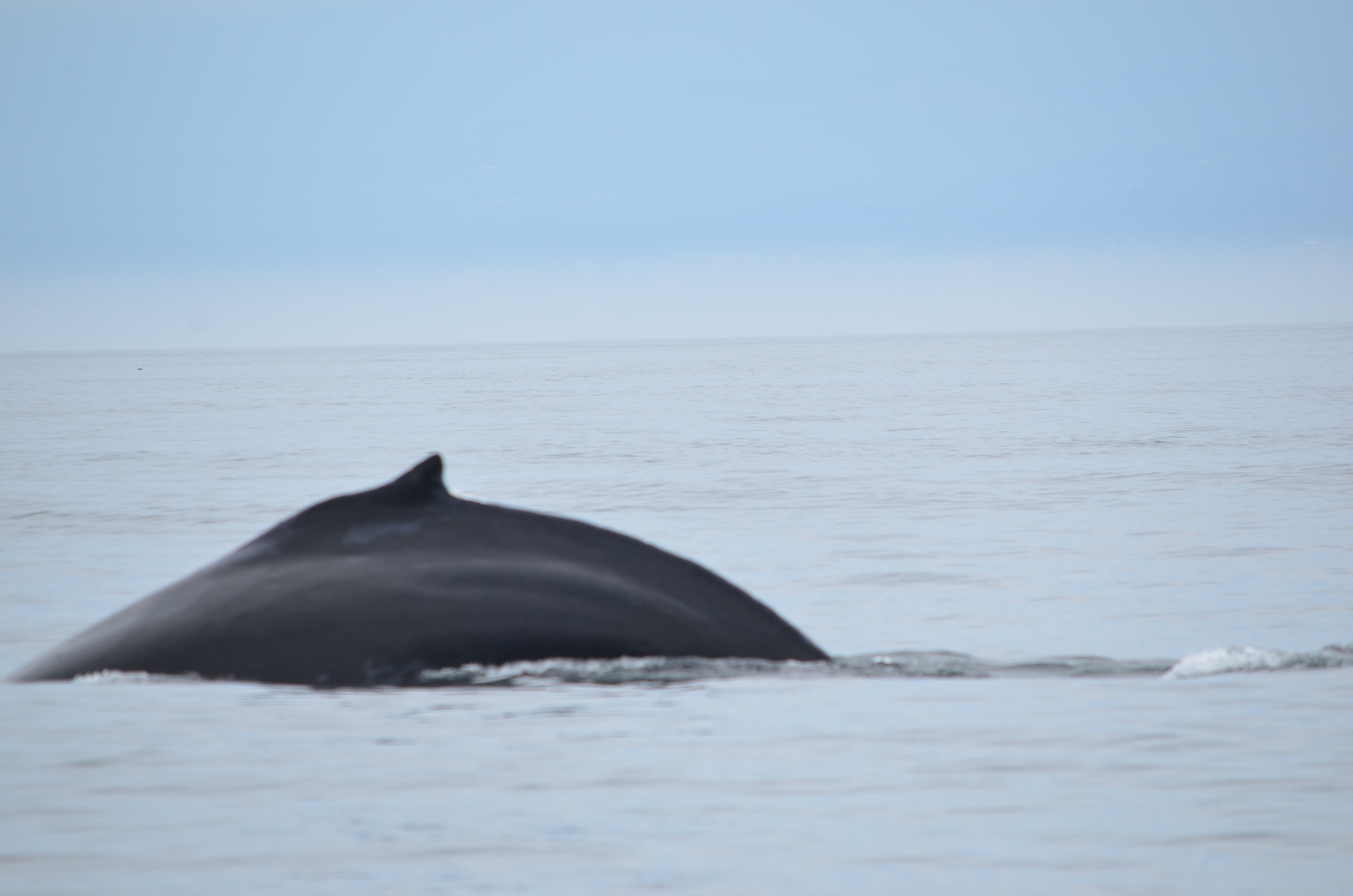 photos/wildlife/Mammal_Species/Humpback Whale/DSC_0114.JPG